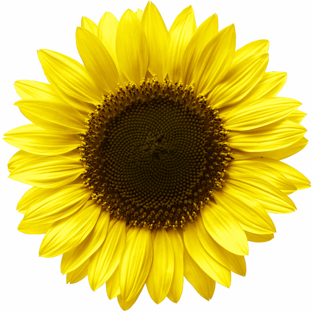 Sonnenblume Teilhabe &bull; Offene Hilfen