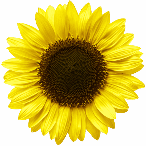 cropped cropped Sonnenblume Teilhabe &bull; Offene Hilfen